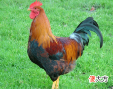 鸡肉4个部位少吃 鸡肉的内脏哪些部位不能吃