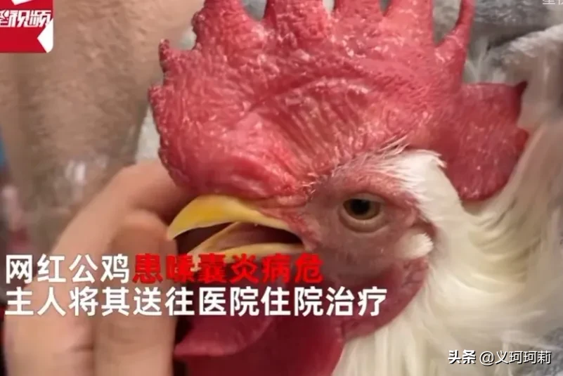 宠物是家人吗 最近，一只灵宠生病了，主人哭得梨花带雨，可心疼坏主人了