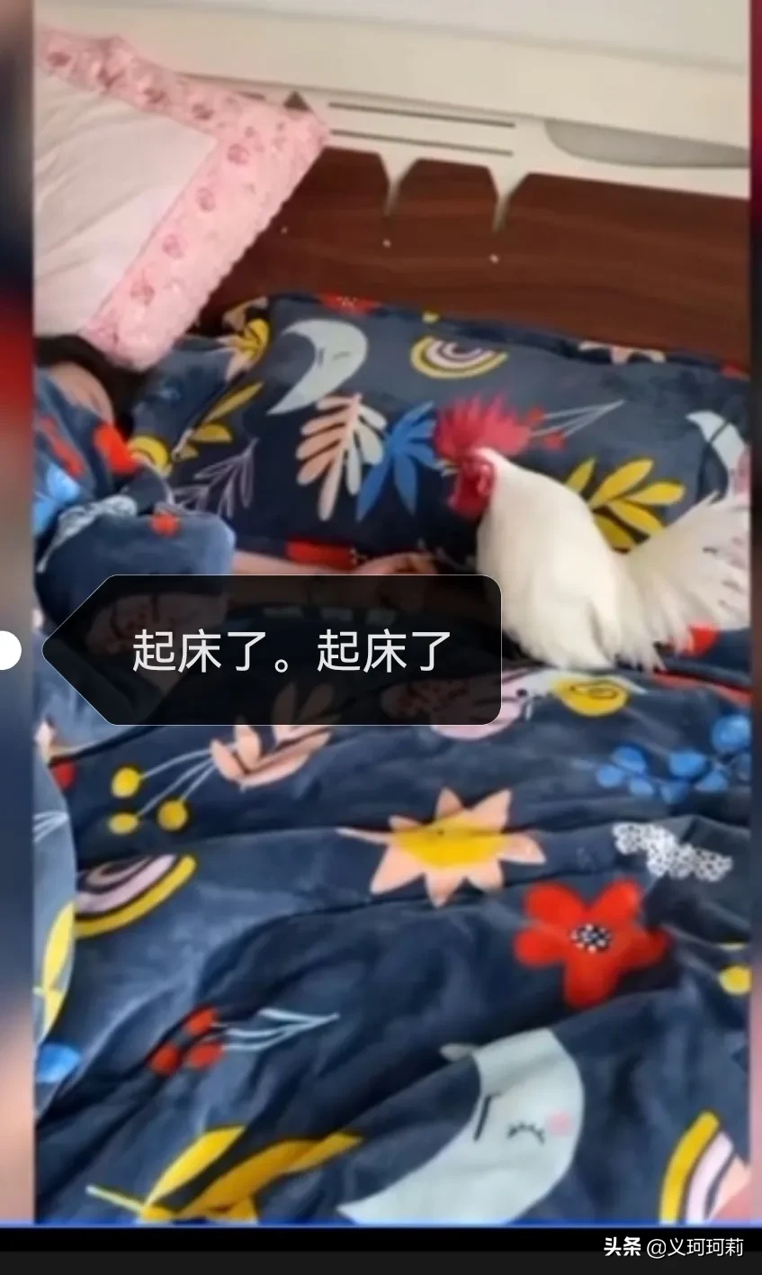 宠物是家人吗 最近，一只灵宠生病了，主人哭得梨花带雨，可心疼坏主人了