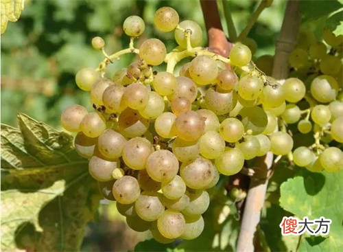 雅利赤霞珠干红葡萄酒 法国雅典娜干红葡萄酒