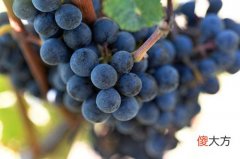 40元一瓶的法国aoc葡萄酒好吗 葡萄酒aoc和doc的区别