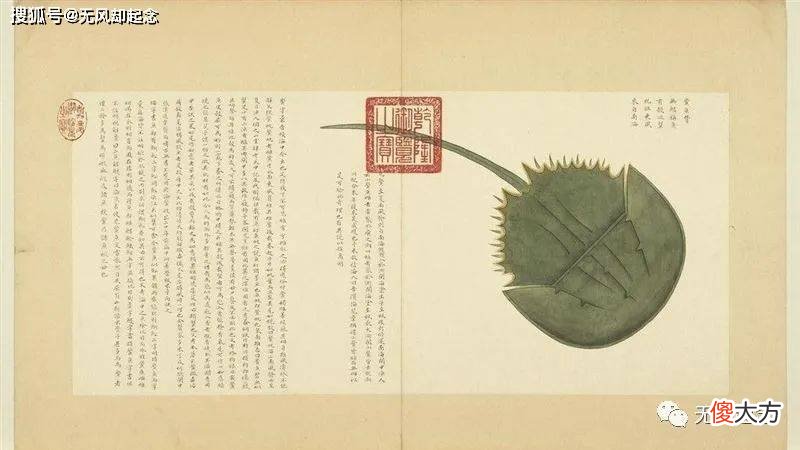 【爱历史】《海错图》中的“人鱼”长什么样？