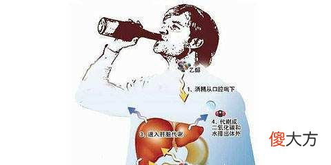 酒精在体内多久才能代谢干净 酒精大约在身体里多久能代谢掉