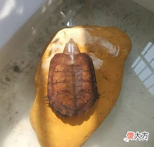 乌龟突然的暴毙 乌龟突然暴毙怎么回事
