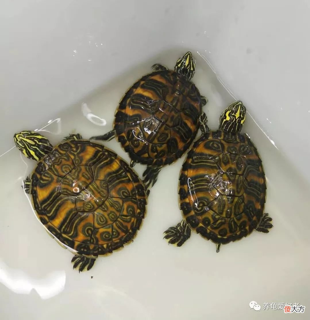 乌龟突然的暴毙 乌龟突然暴毙怎么回事