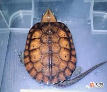 乌龟突然的暴毙 乌龟突然暴毙怎么回事