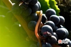 葡萄酒对痘痘有好处吗 葡萄酒酸锌口服液外用能祛痘吗