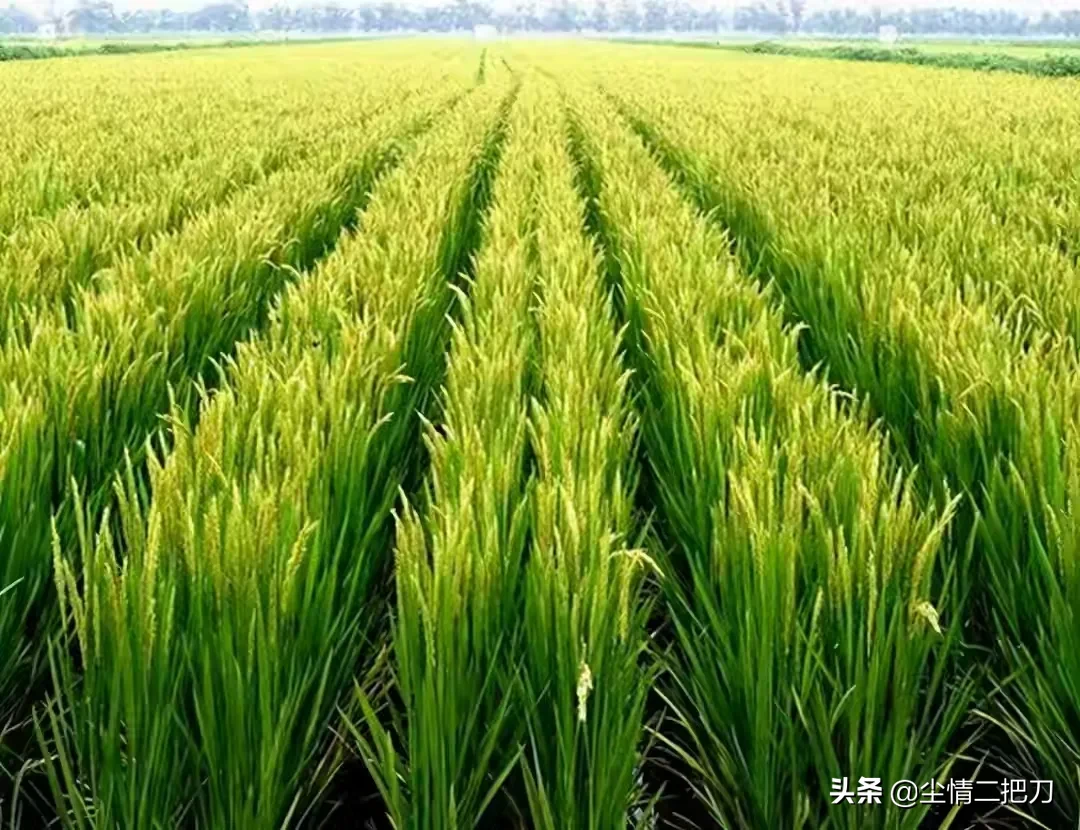 农村什么是你最值得怀念的蓝蓝的天上 白云飘，白云下面牛儿跑