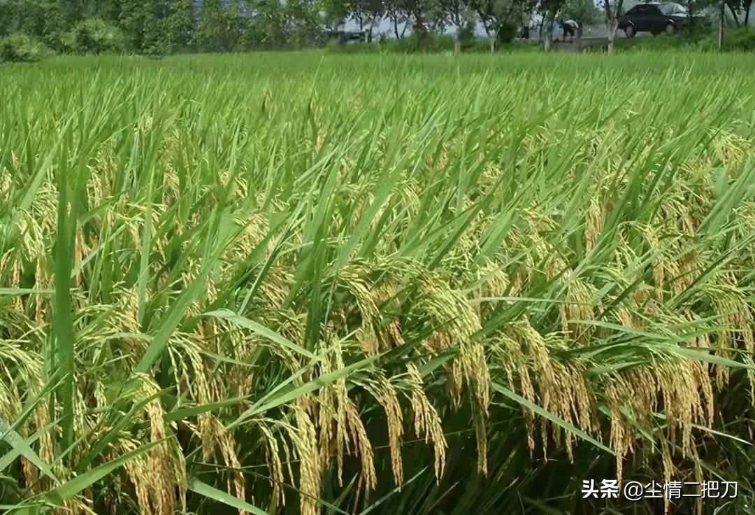 农村什么是你最值得怀念的蓝蓝的天上 白云飘，白云下面牛儿跑