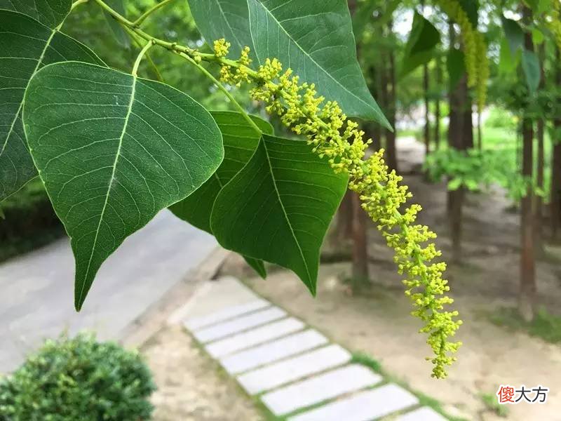 这个季节它却是挂满树的毛毛虫 满树都是毛毛虫