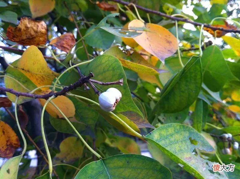 这个季节它却是挂满树的毛毛虫 满树都是毛毛虫