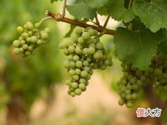 梅乐河葡萄酒价格表 澳大利亚梅乐13.5度葡萄酒价格