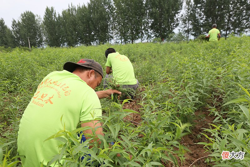 山西新手种植巴旦木要注意哪些事项？如何正确选择巴旦木树苗？