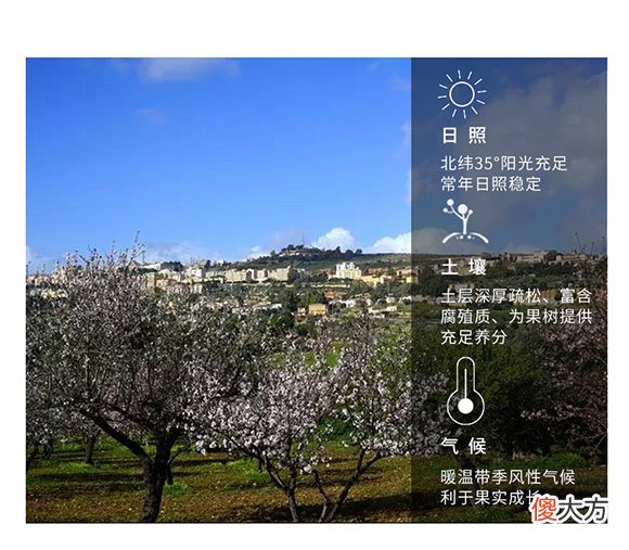 山西新手种植巴旦木要注意哪些事项？如何正确选择巴旦木树苗？