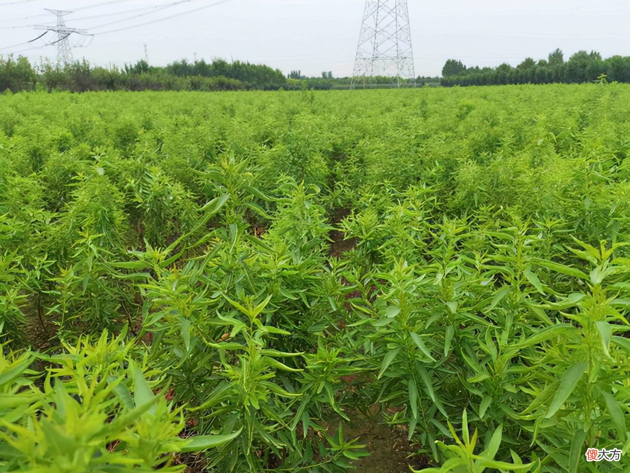 山西新手种植巴旦木要注意哪些事项？如何正确选择巴旦木树苗？