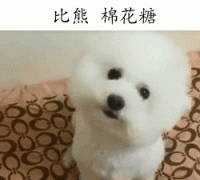 你家比熊符合标准吗 比熊的标准