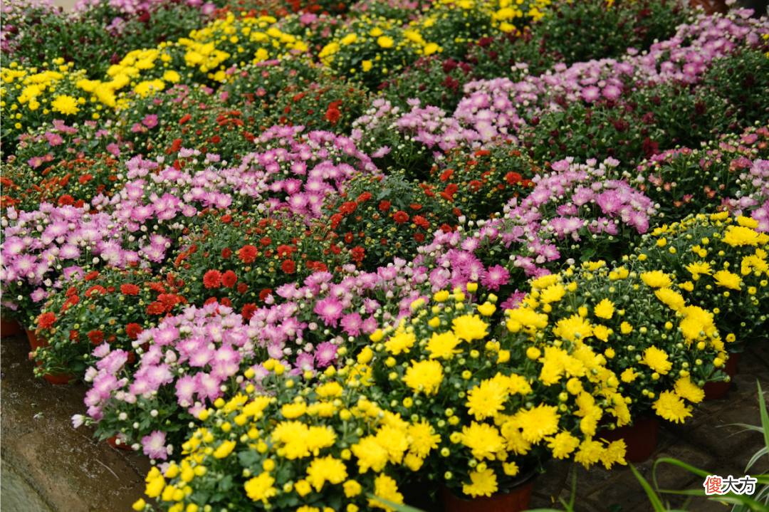 全国最大的花卉批发市场介绍 全国各大花卉批发市场