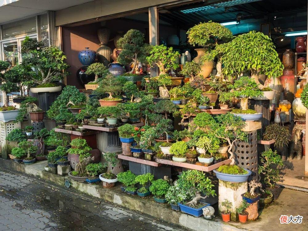 全国最大的花卉批发市场介绍 全国各大花卉批发市场