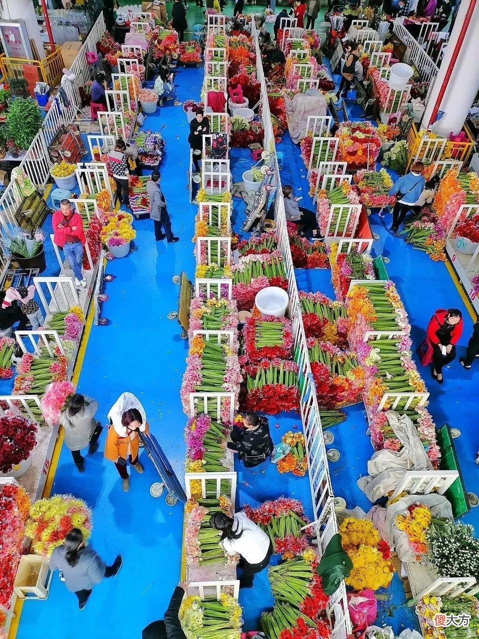 全国最大的花卉批发市场介绍 全国各大花卉批发市场