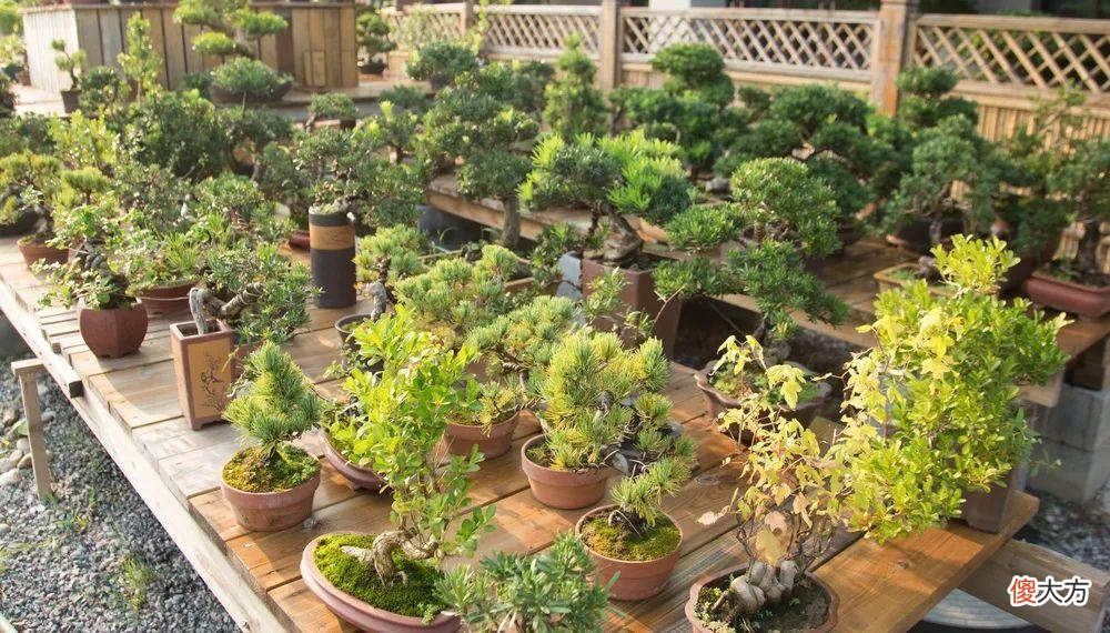 全国最大的花卉批发市场介绍 全国各大花卉批发市场
