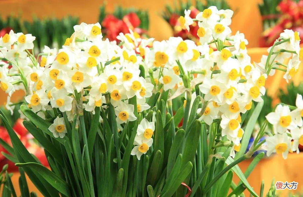 全国最大的花卉批发市场介绍 全国各大花卉批发市场
