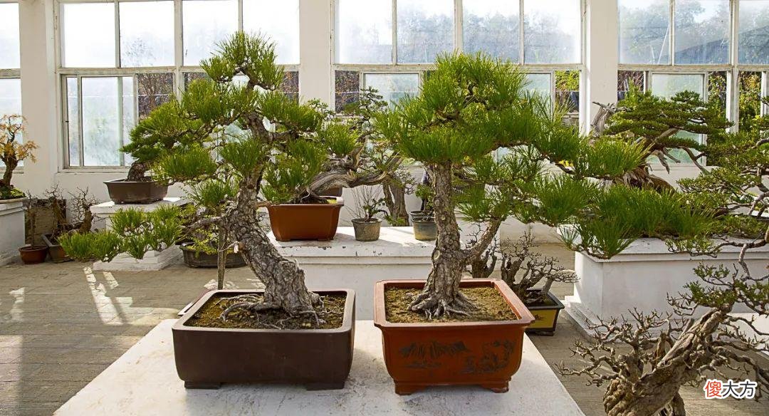全国最大的花卉批发市场介绍 全国各大花卉批发市场
