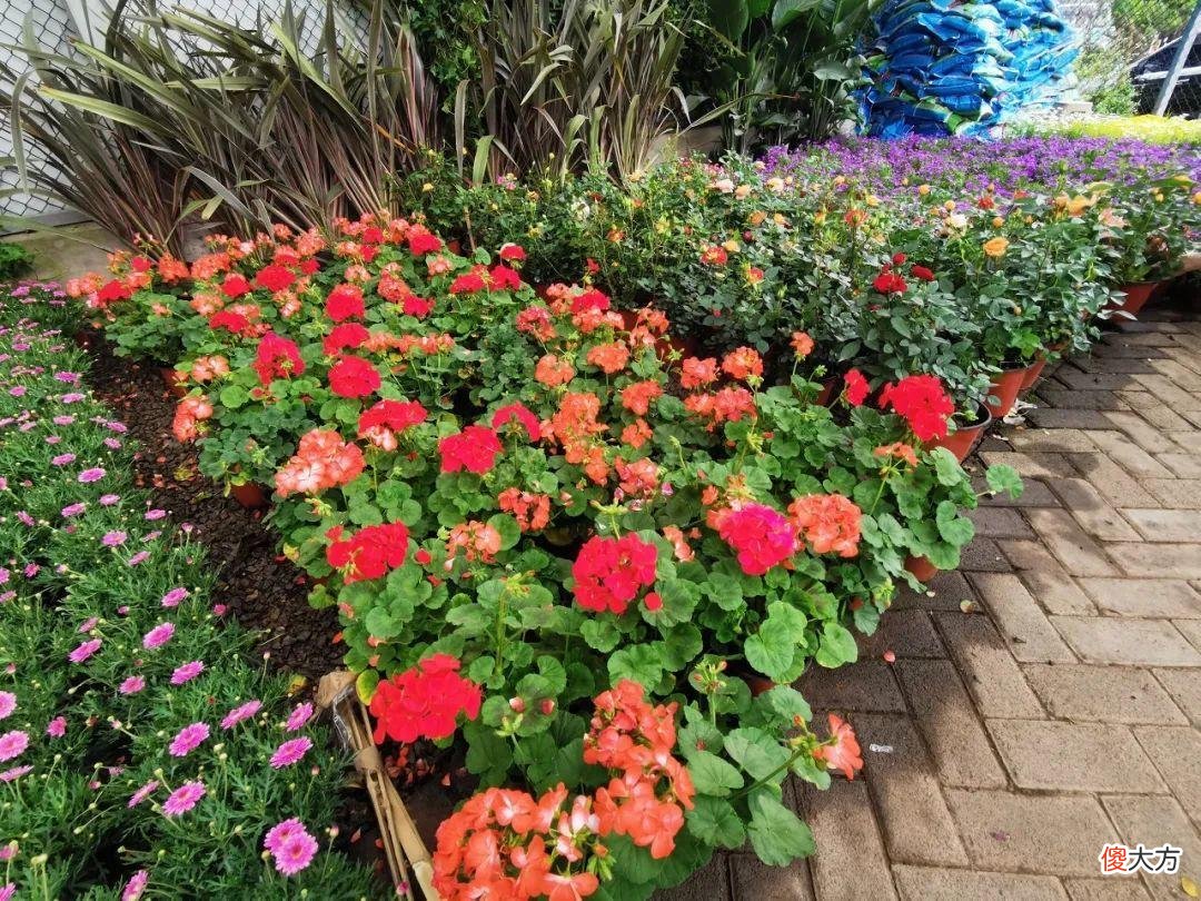 全国最大的花卉批发市场介绍 全国各大花卉批发市场