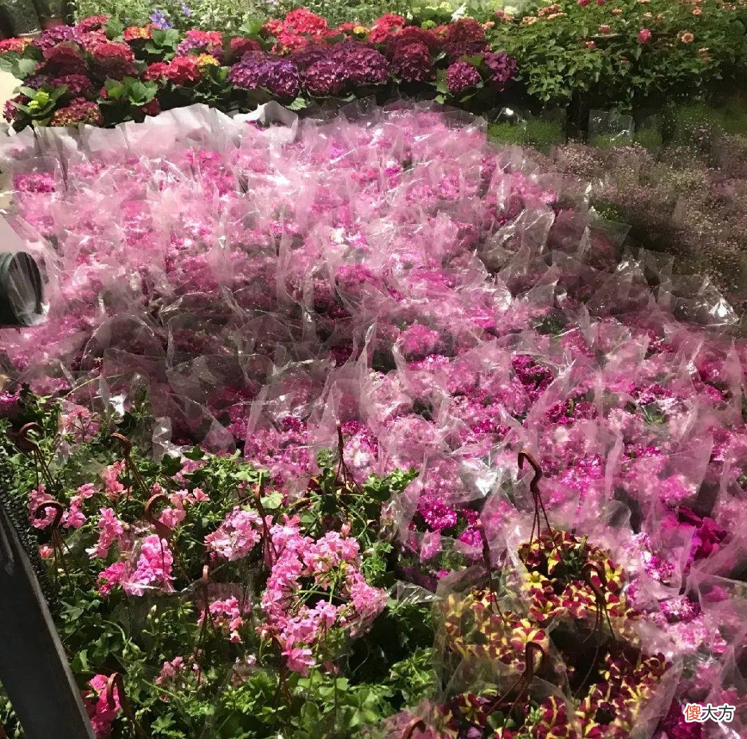 全国最大的花卉批发市场介绍 全国各大花卉批发市场