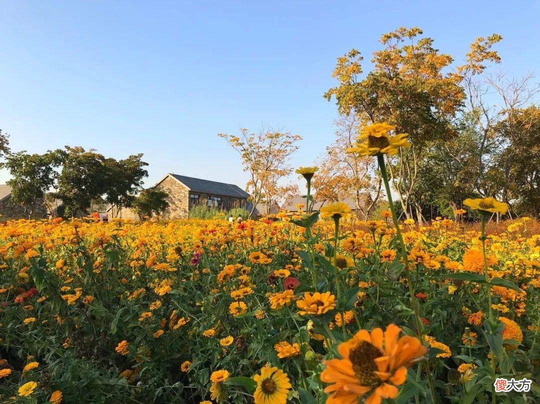 全国最大的花卉批发市场介绍 全国各大花卉批发市场