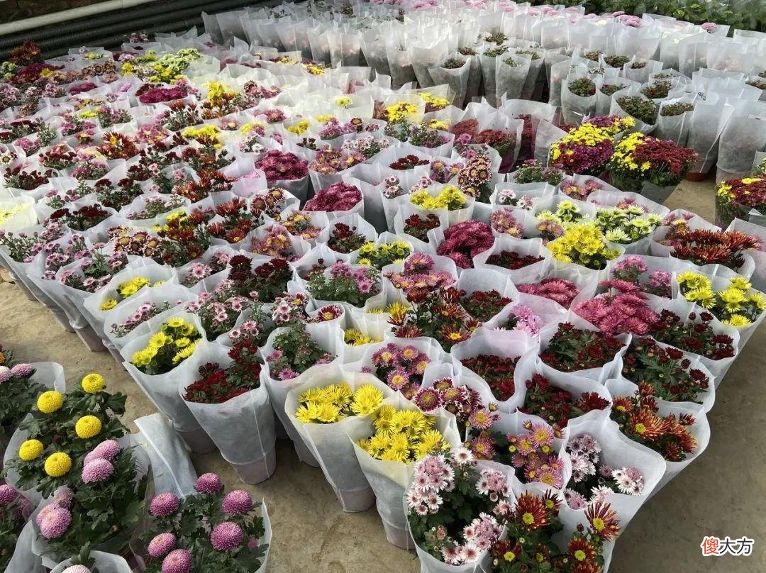 全国最大的花卉批发市场介绍 全国各大花卉批发市场