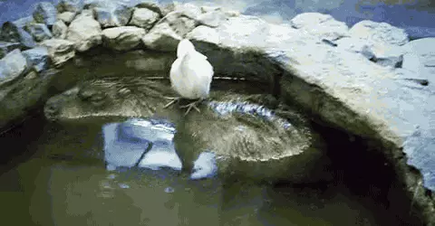 水豚为什么和其他动物都能友好相处 最友好的动物水豚