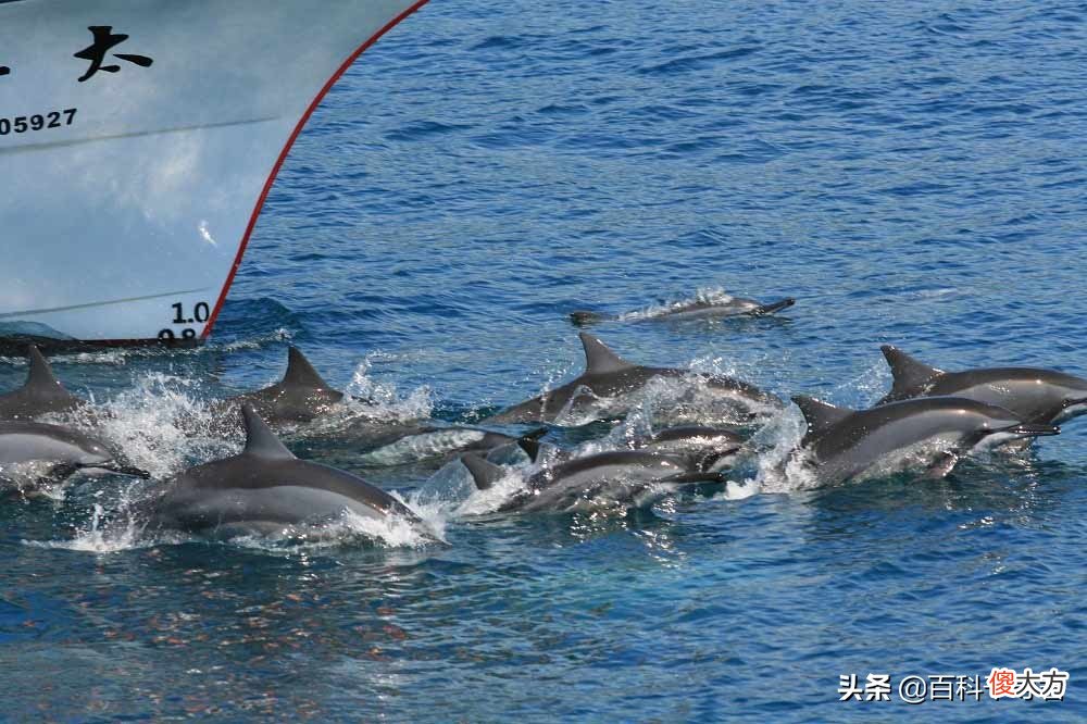 鲸豚类为什么喜欢跟着大船 鲸豚类为什么喜欢人类