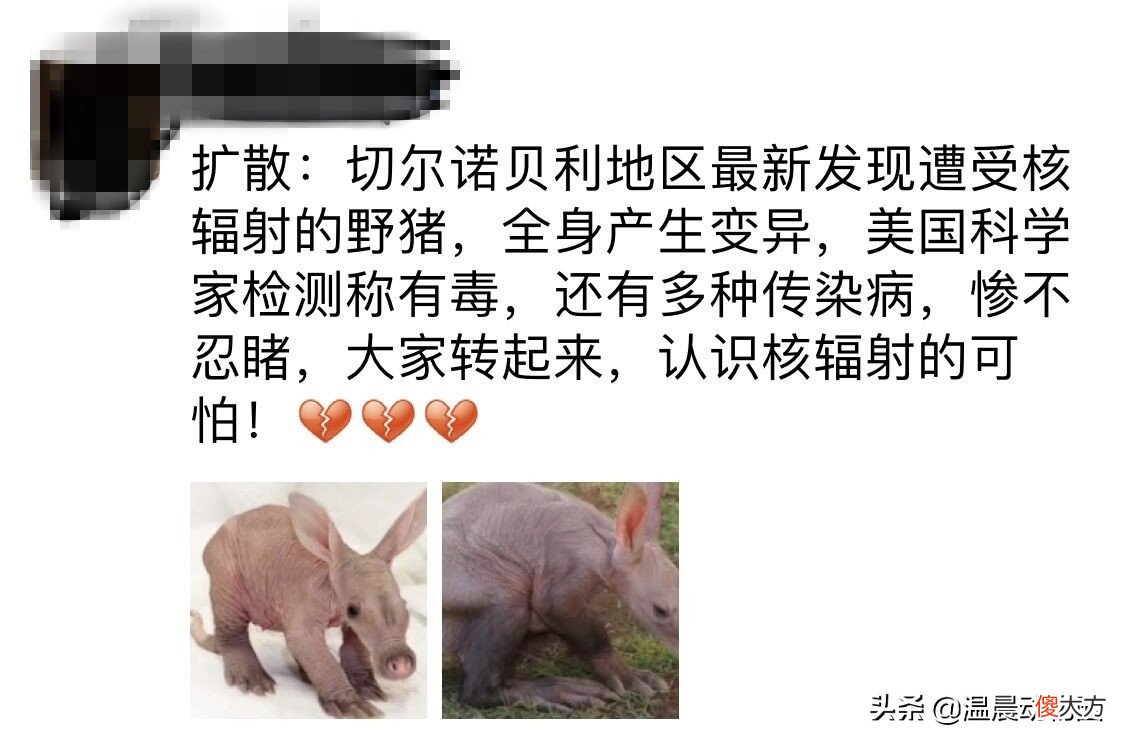 图片里的动物是土豚不是野猪 很像野猪的动物
