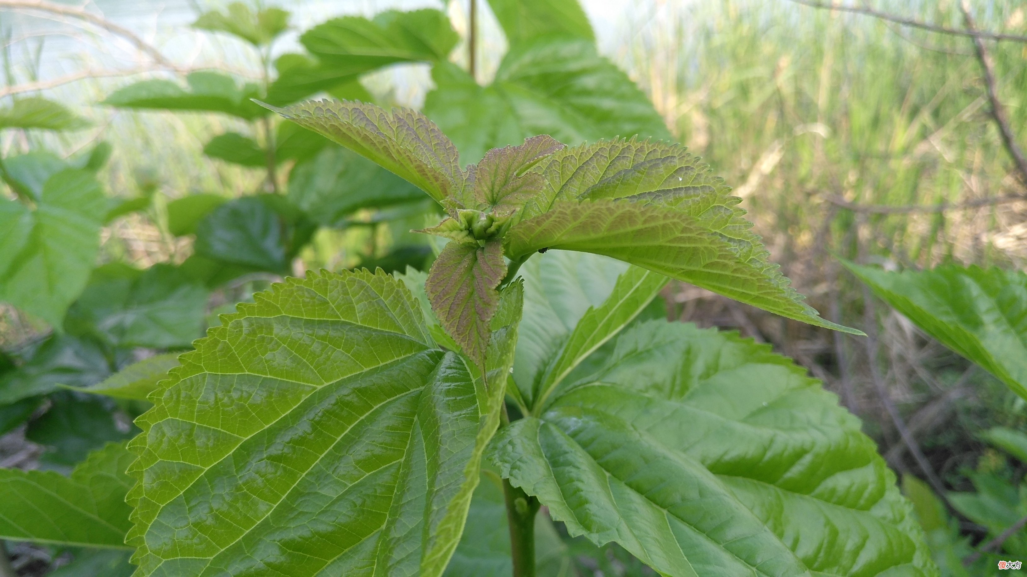 除了喂蚕还有这用途 养蚕有什么用途