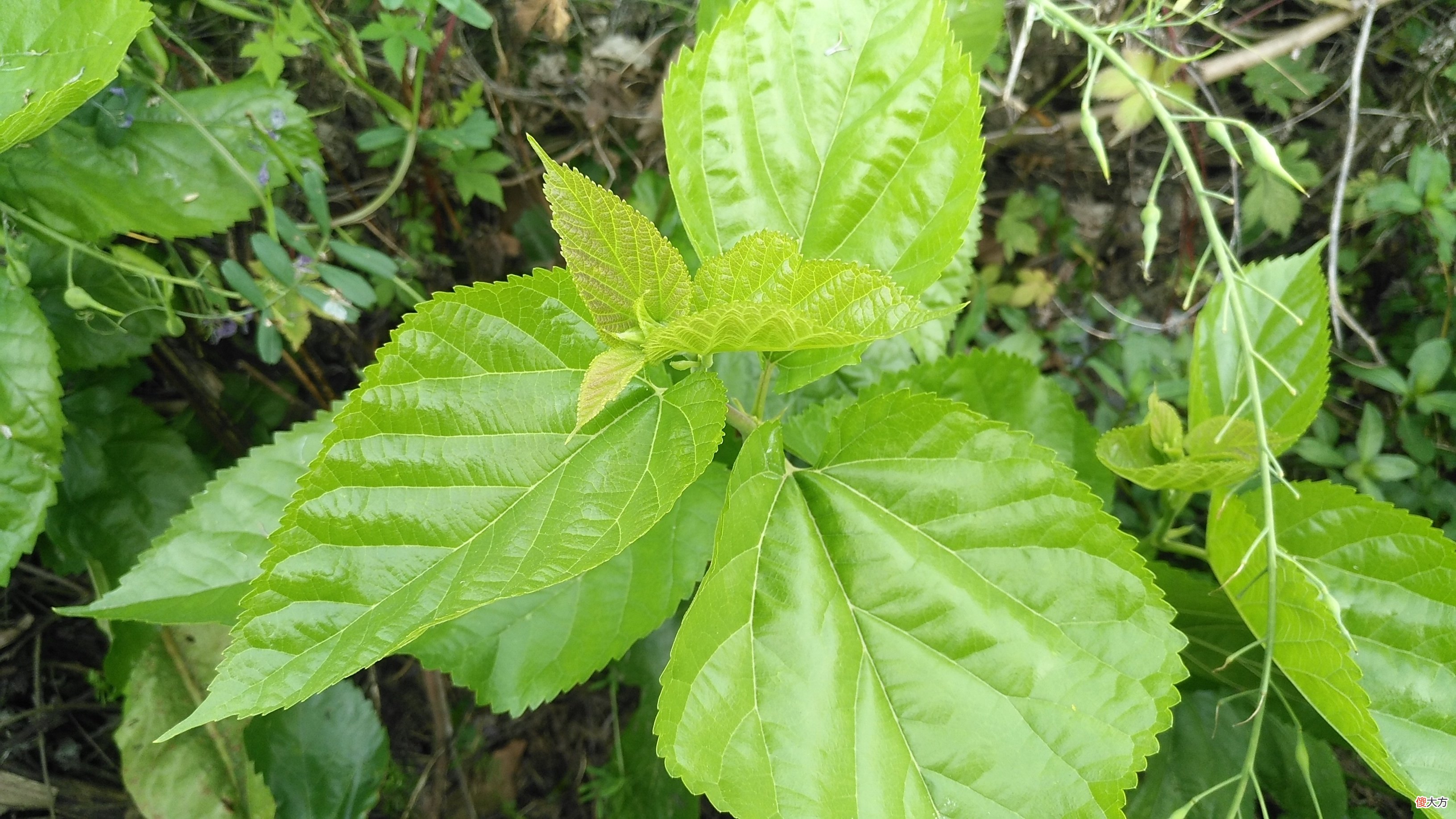 除了喂蚕还有这用途 养蚕有什么用途