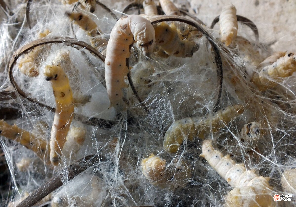 桑叶养蚕和桑叶茶方法 桑叶茶的桑叶与养蚕的桑叶有何不同
