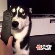 手机摇身一变就是遥控器 手机遥控器什么好