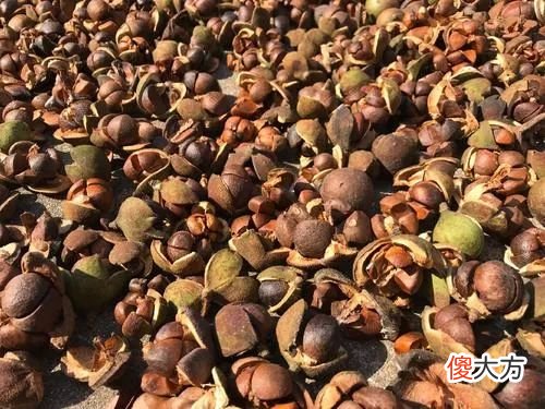 不起眼的茶枯，却成了梨园老板的秘密武器，让他的梨子卖到脱销