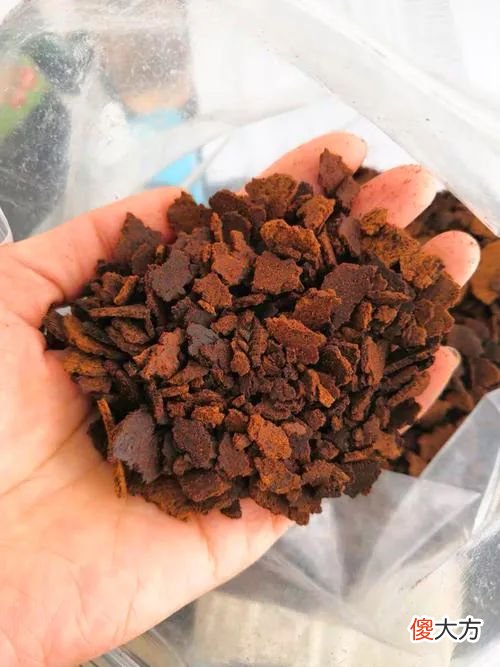 不起眼的茶枯，却成了梨园老板的秘密武器，让他的梨子卖到脱销