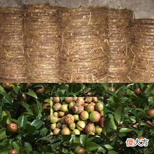 不起眼的茶枯，却成了梨园老板的秘密武器，让他的梨子卖到脱销