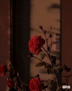 红玫瑰与白玫瑰 红玫瑰与白玫瑰在线阅读