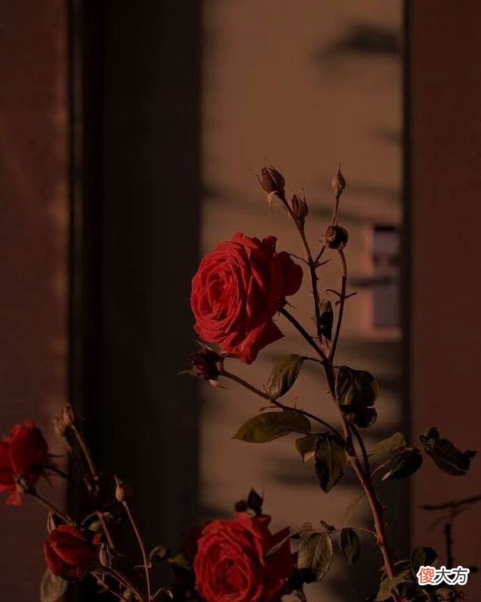 红玫瑰与白玫瑰 红玫瑰与白玫瑰在线阅读