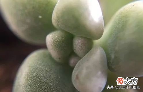 手机摄影镜头详解 拍手机壳用什么镜头好