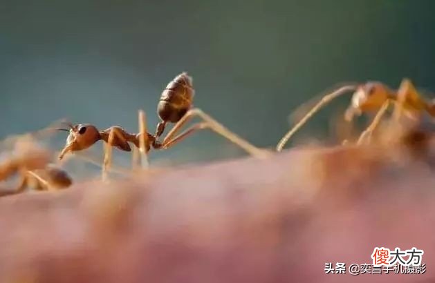手机摄影镜头详解 拍手机壳用什么镜头好
