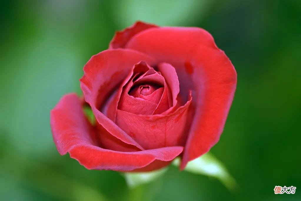 50种名字非常好听又漂亮的花图片分享 各种花的图片和名字 漂亮
