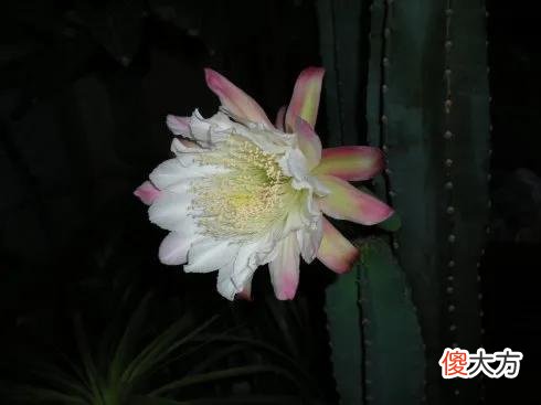 50种名字非常好听又漂亮的花图片分享 各种花的图片和名字 漂亮