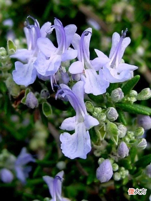 50种名字非常好听又漂亮的花图片分享 各种花的图片和名字 漂亮