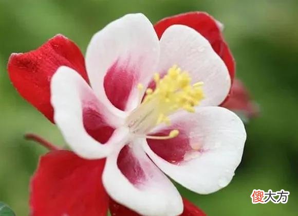 50种名字非常好听又漂亮的花图片分享 各种花的图片和名字 漂亮