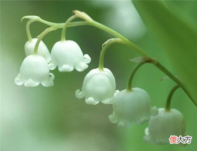 50种名字非常好听又漂亮的花图片分享 各种花的图片和名字 漂亮
