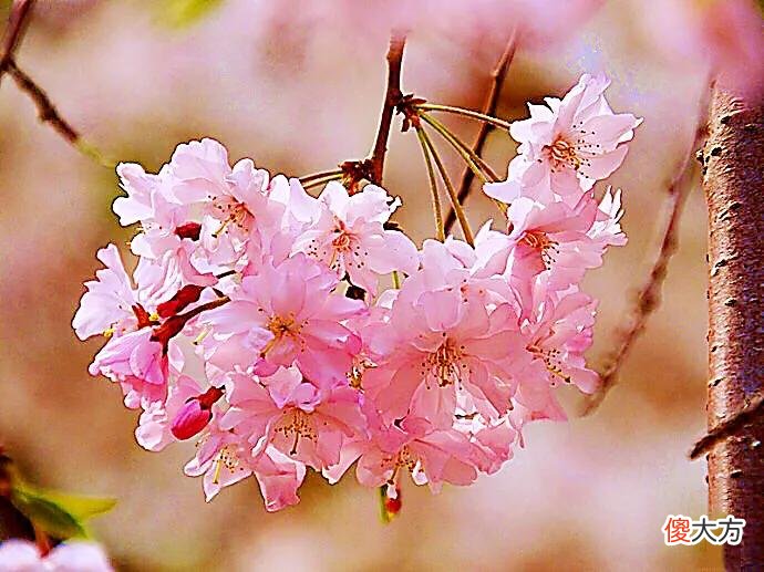 50种名字非常好听又漂亮的花图片分享 各种花的图片和名字 漂亮
